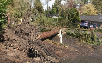 Essential Tips for Tree Service and Storms