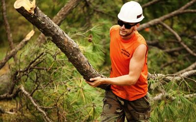 Top 10 Questions to Ask When Hiring a Tree Service