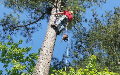Tree Service Pricing – What Do Tree Services Cost & Why