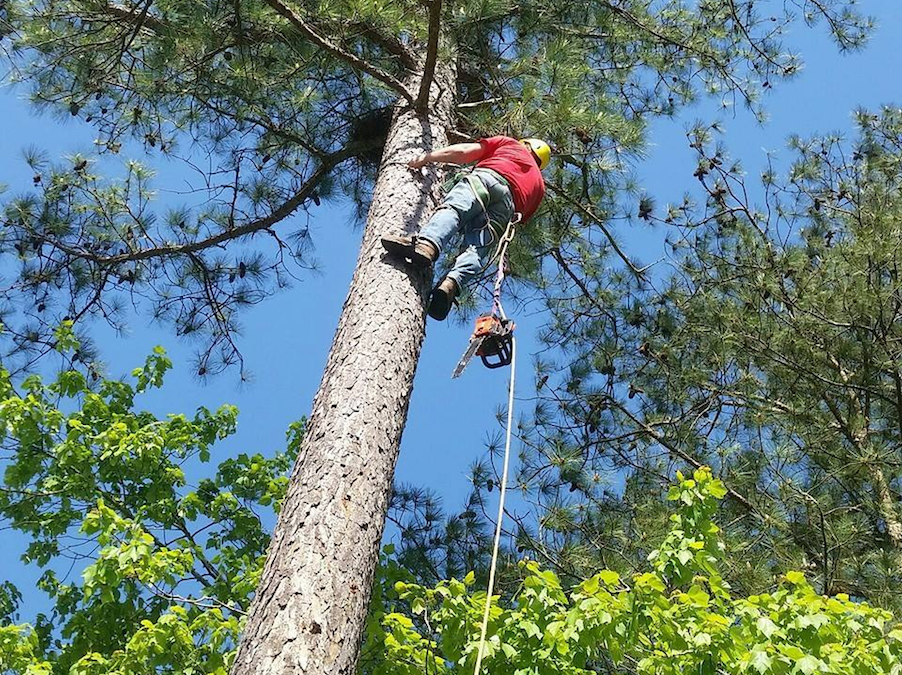 Tree Service Pricing – What Do Tree Services Cost & Why